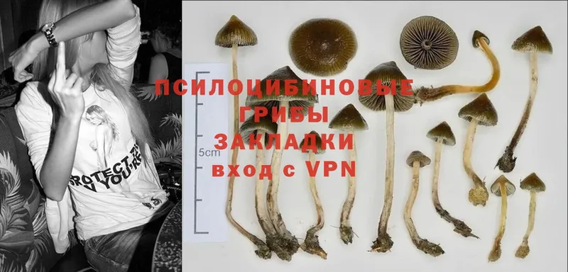 Псилоцибиновые грибы Psilocybe Шагонар