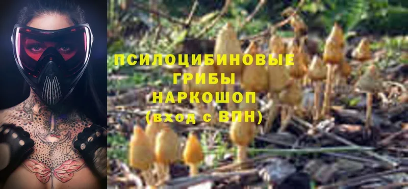 хочу   Шагонар  Псилоцибиновые грибы Psilocybine cubensis 